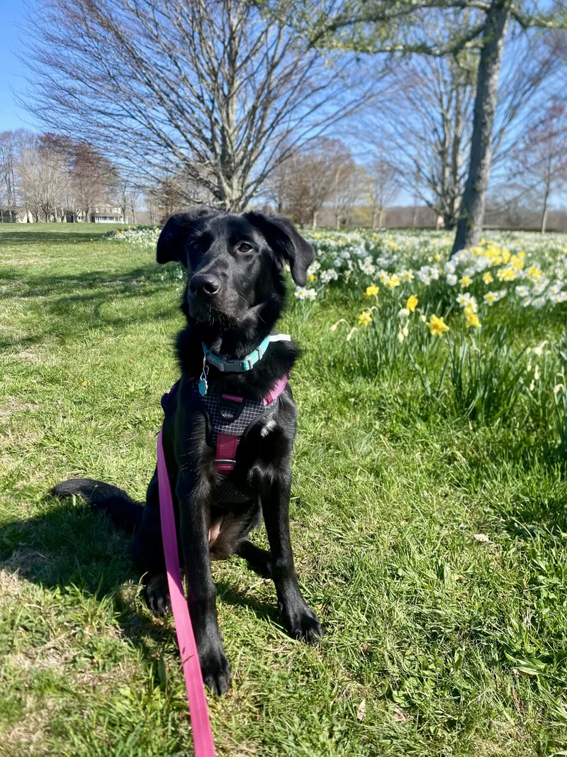 Pepper