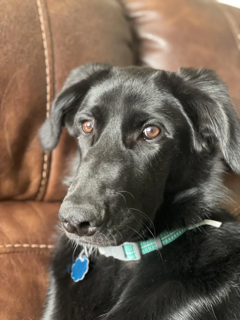 Pepper thumbnail 2