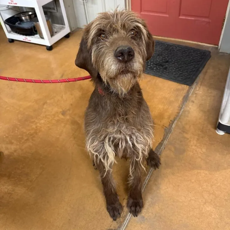 An adult medium-sized male Poodle dog named Hank for adoption in Thayne, WY
