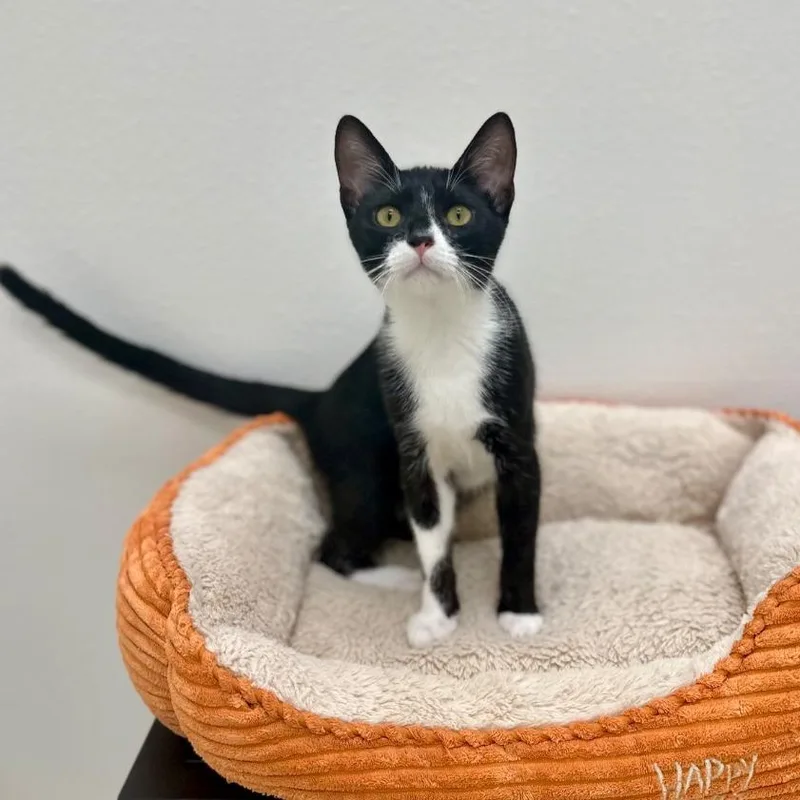 A young medium-sized male Black Domestic Short Hair cat named Chile for adoption in Newberg, OR
