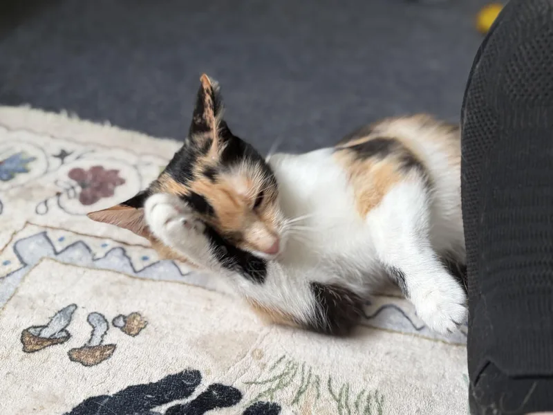 A young medium-sized female Calico cat named Mona Lisa for adoption in Greensburg, PA
