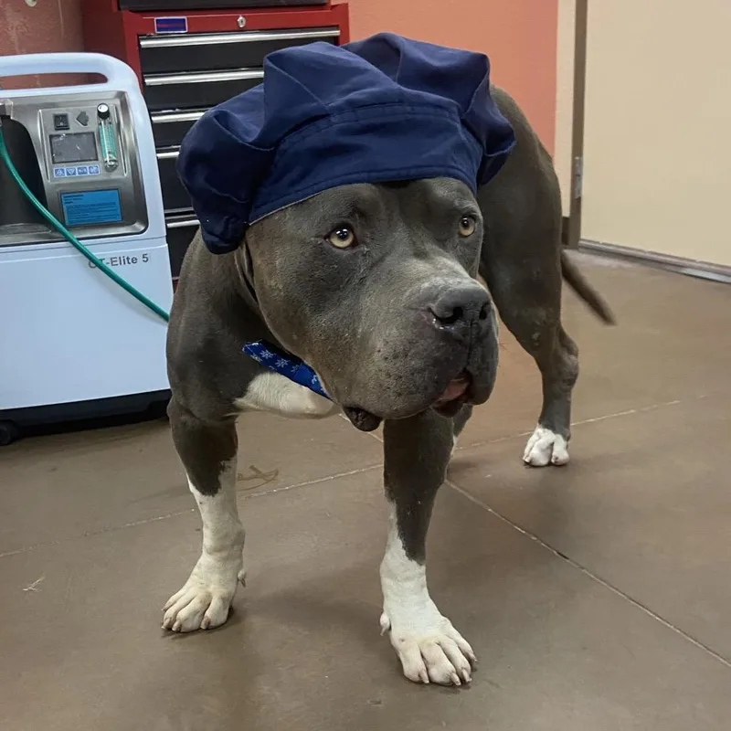 An adult large-sized male Pit Bull Terrier dog named Carl for adoption in Flagstaff, AZ