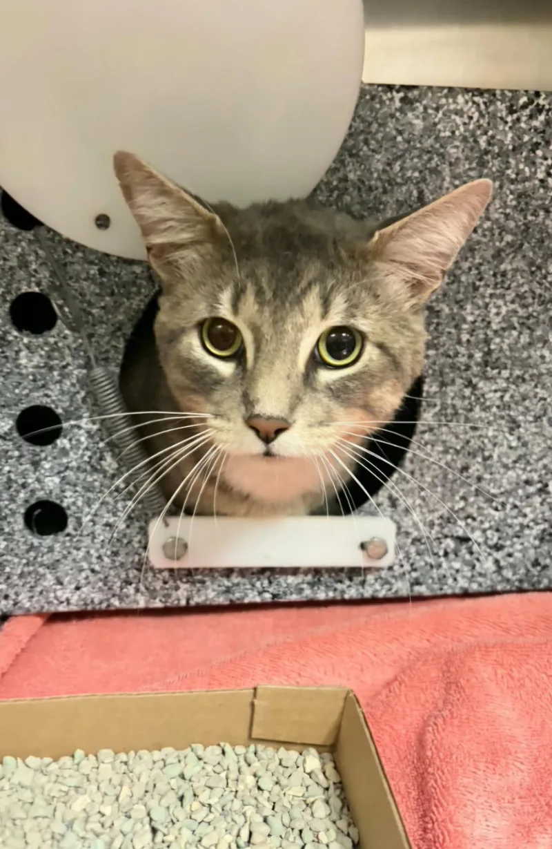 An adult medium-sized male Domestic Short Hair cat named Flint for adoption in Rockwall, TX