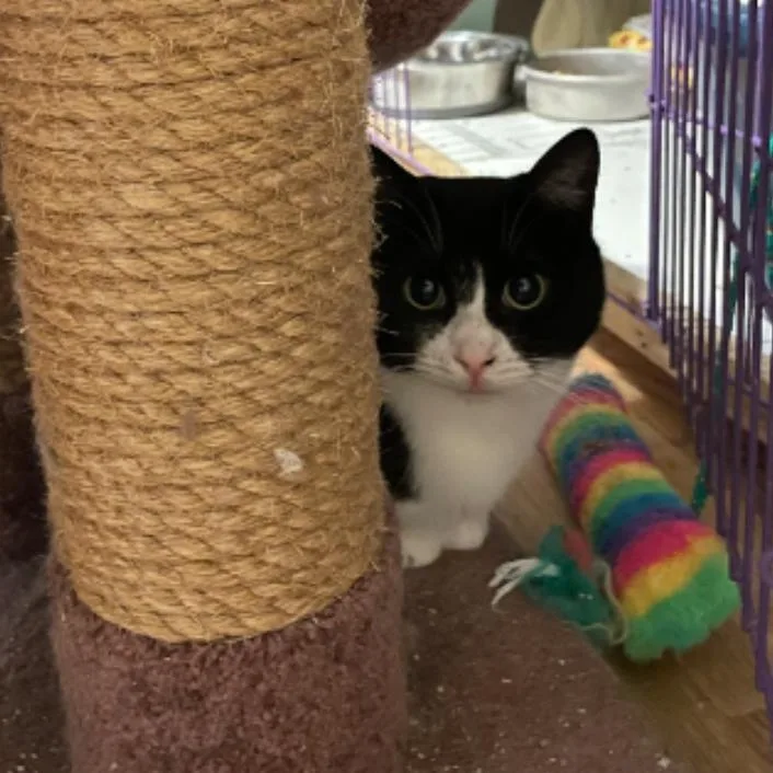 A young medium-sized female Domestic Short Hair cat named Pesto for adoption in East Hartford , CT