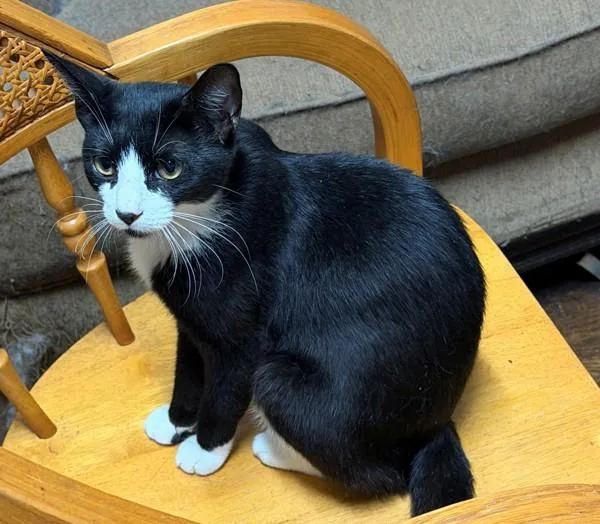 A young medium-sized female Domestic Short Hair cat named Casserole for adoption in Staten Island, NY
