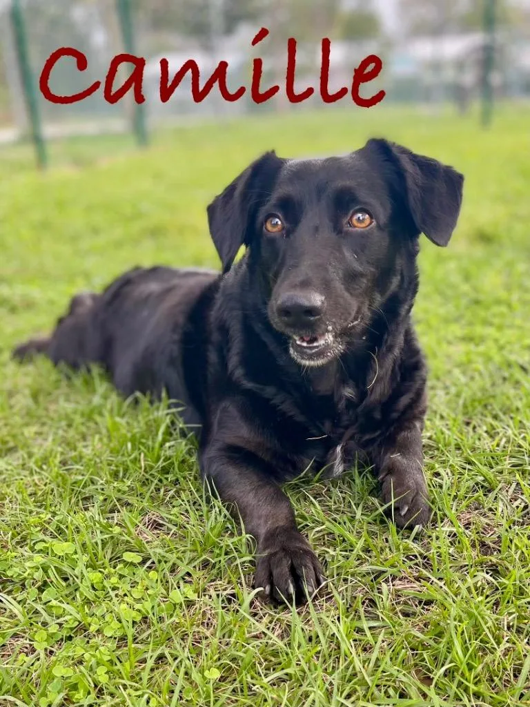 Camille