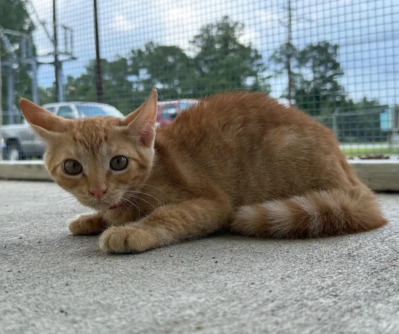 A baby medium-sized female Domestic Short Hair cat named Deidra for adoption in Kingsland, GA