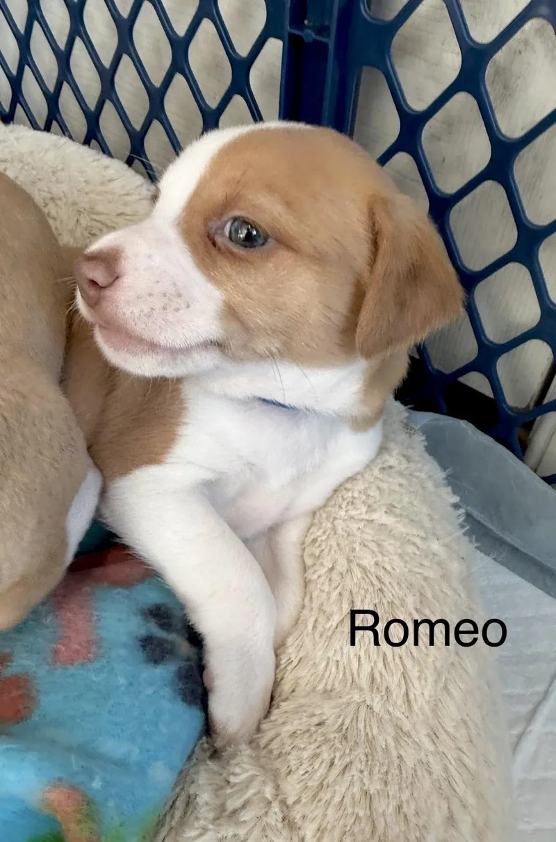 Romeo thumbnail 4