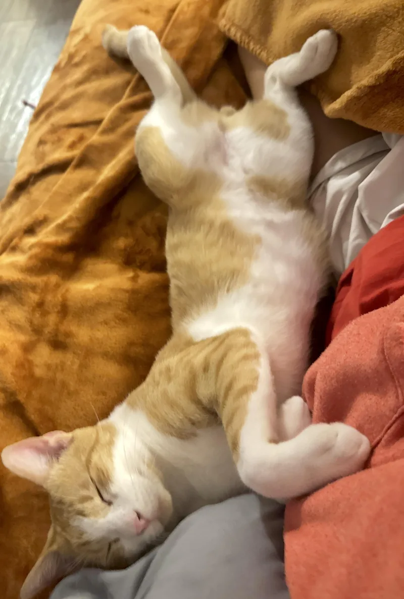 A young medium-sized male Orange / Red Domestic Short Hair cat named Tater for adoption in Houston, TX