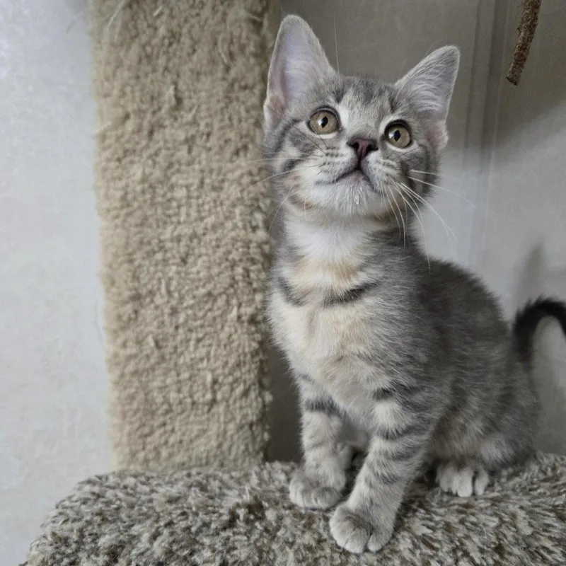 A baby medium-sized female Tabby cat named Bailey's for adoption in Garland, TX