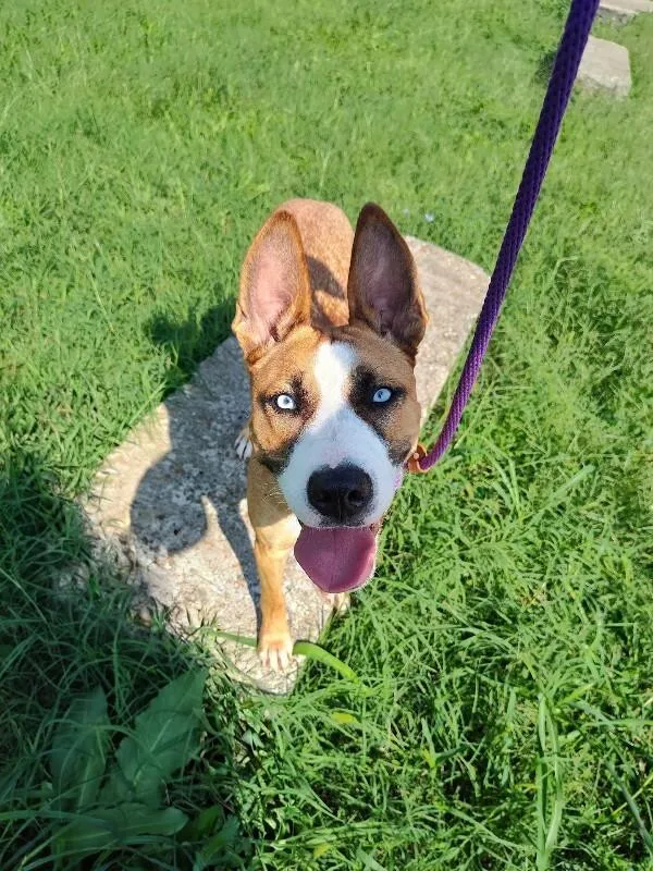 An adult large-sized female Yellow / Tan / Blond / Fawn Mixed Breed dog named Petunia for adoption in Cincinnati, OH