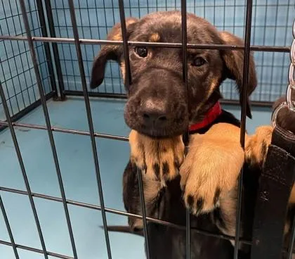 A baby medium-sized female Mixed Breed dog named Frizzle for adoption in Hobart, IN