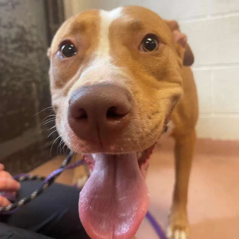 An adult medium-sized female Mixed Breed dog named Gabby for adoption in Columbia, SC