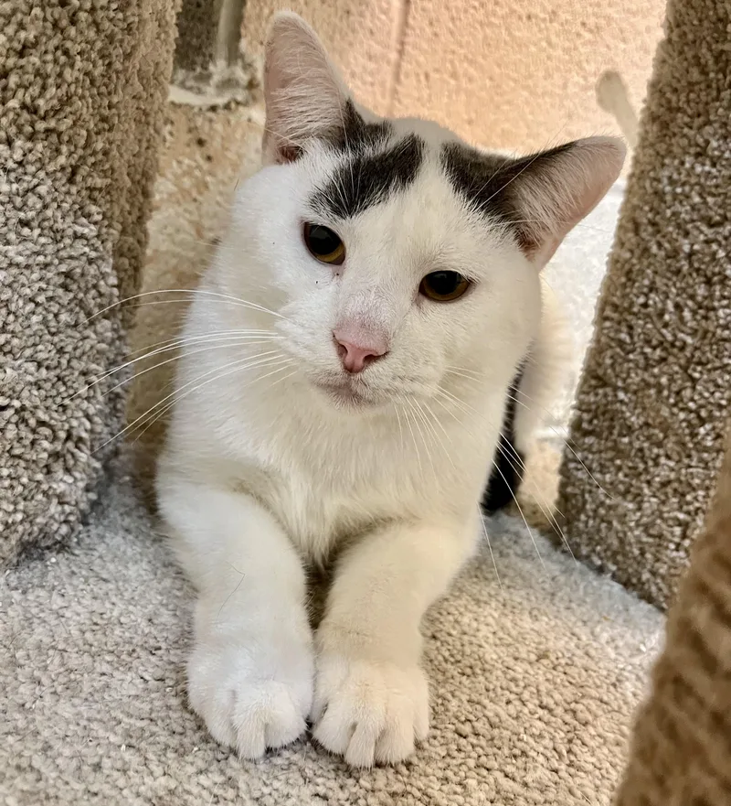 Mr. Gibbs thumbnail 2