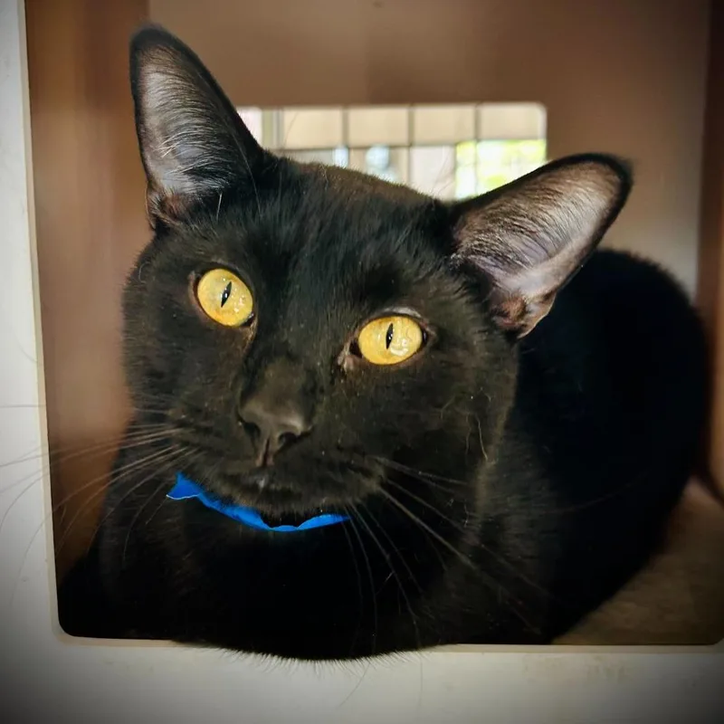 An adult large-sized male Black Domestic Short Hair cat named Louie for adoption in Englewood, FL