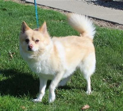 An adult small-sized male Yellow / Tan / Blond / Fawn Pomeranian dog named Sam for adoption in Heath, OH