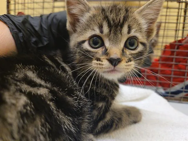 A baby small-sized male Domestic Short Hair cat named Mark for adoption in Tustin, CA