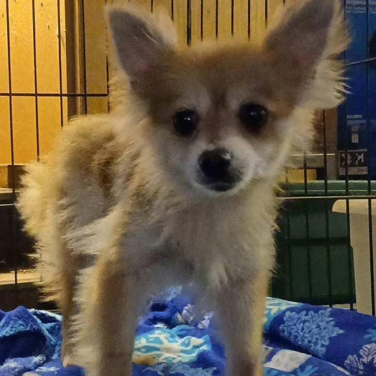 An adult small-sized female Golden Pomeranian dog named Madi for adoption in Chicopee, MA