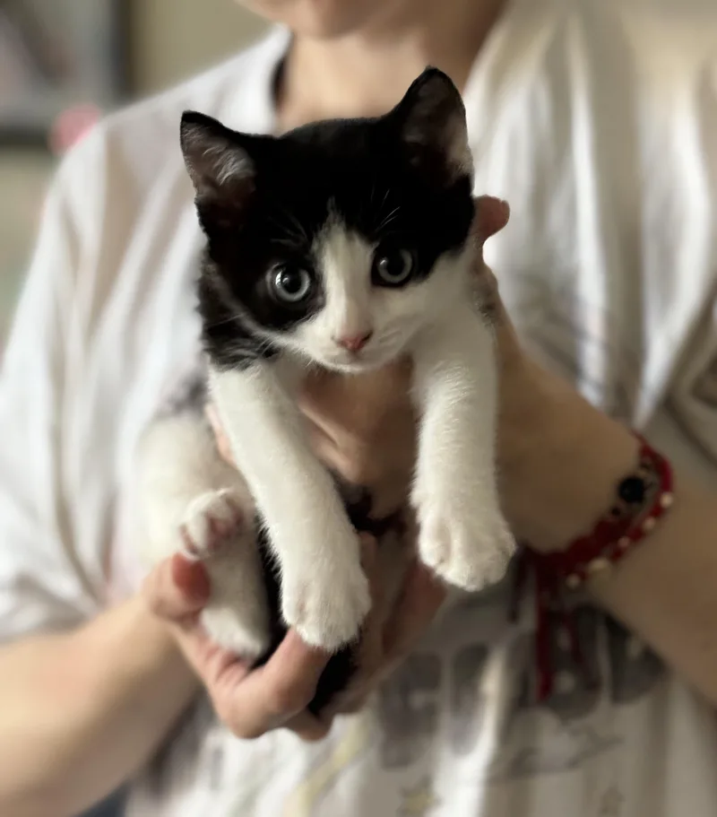 Tom N Jerry thumbnail 2