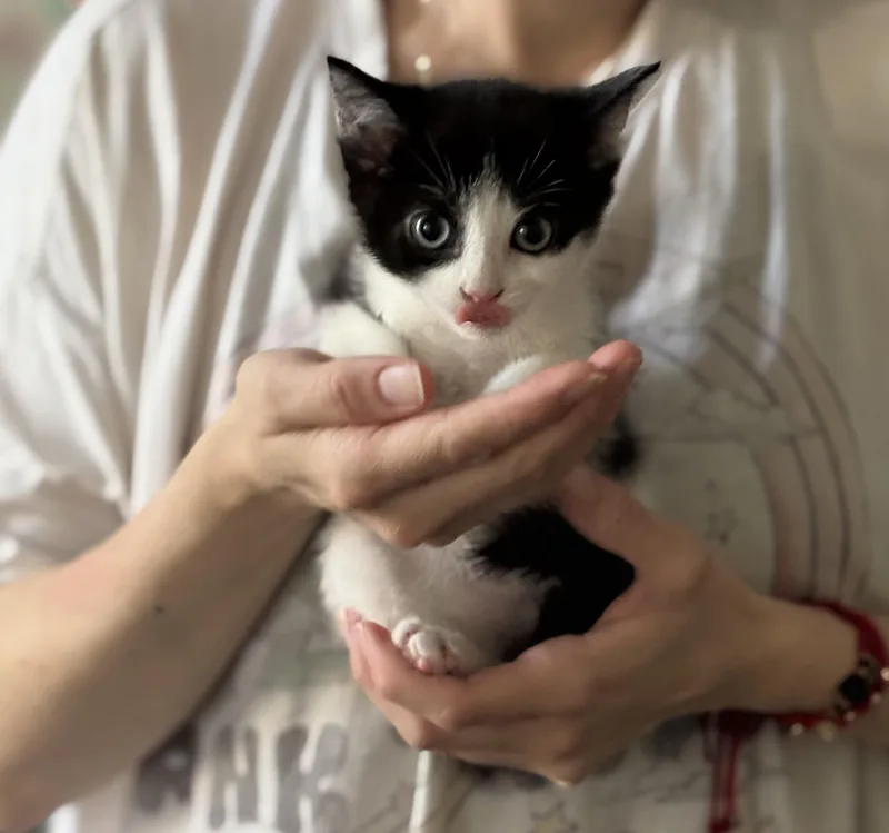 Tom N Jerry thumbnail 3