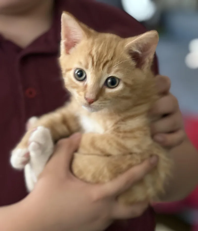 Tom N Jerry thumbnail 4