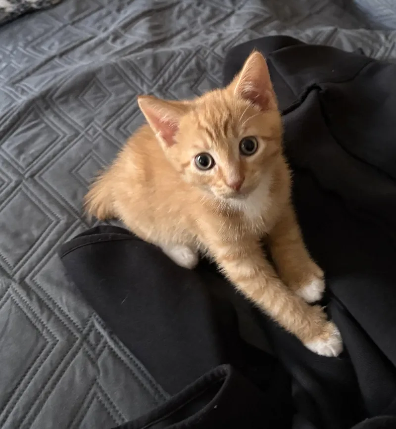 Tom N Jerry thumbnail 5