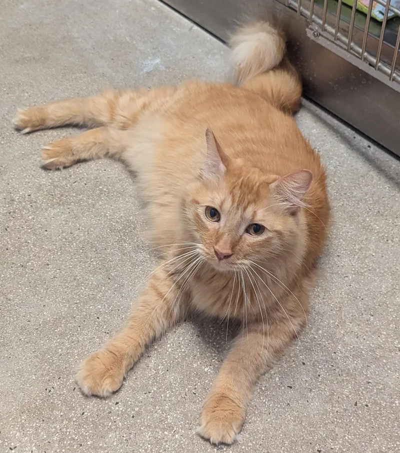 An adult medium-sized male Orange / Red Domestic Long Hair cat named Simon for adoption in Fullerton, CA