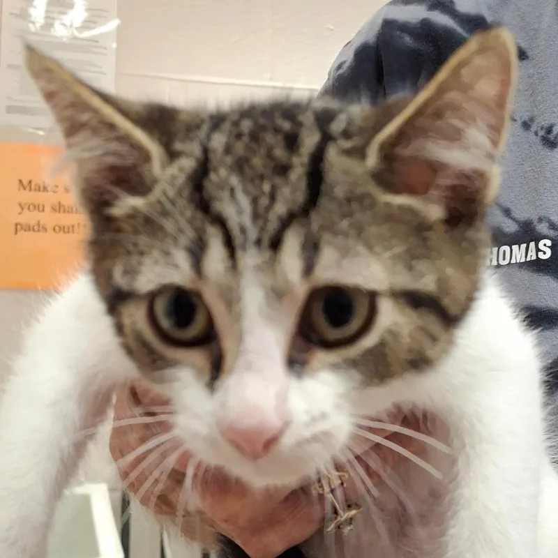 A baby small-sized male White Domestic Short Hair cat named Gabe for adoption in Zanesville, OH