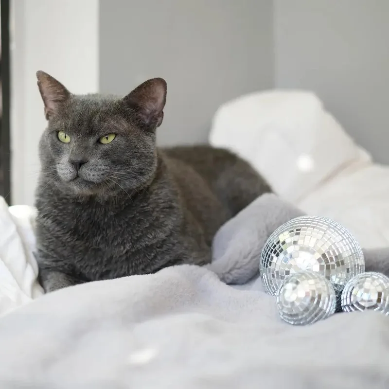 A young large-sized male Gray / Blue / Silver Russian Blue cat named Truffle for adoption in Miami, FL