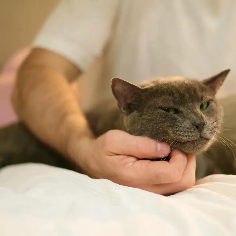 Truffle thumbnail 2