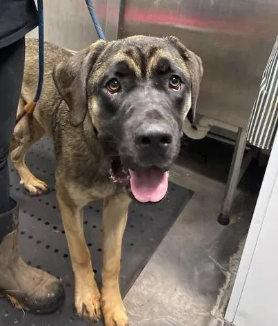 An adult large-sized male Mastiff dog named Count for adoption in Munfordville, KY