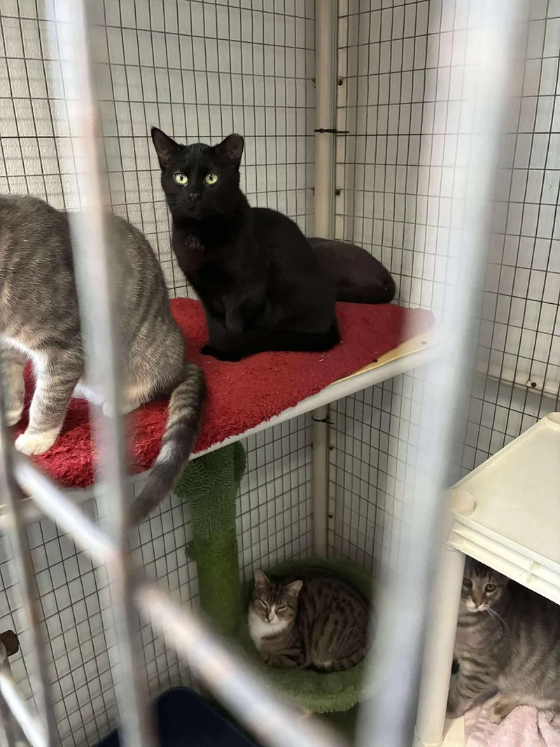 Blackmail thumbnail 4