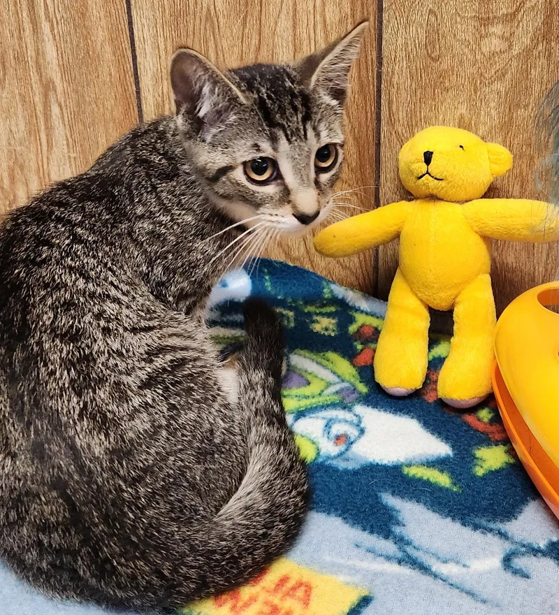 A baby medium-sized female Tabby (Tiger Striped) Tabby cat named Hazelnut for adoption in Linden, NJ