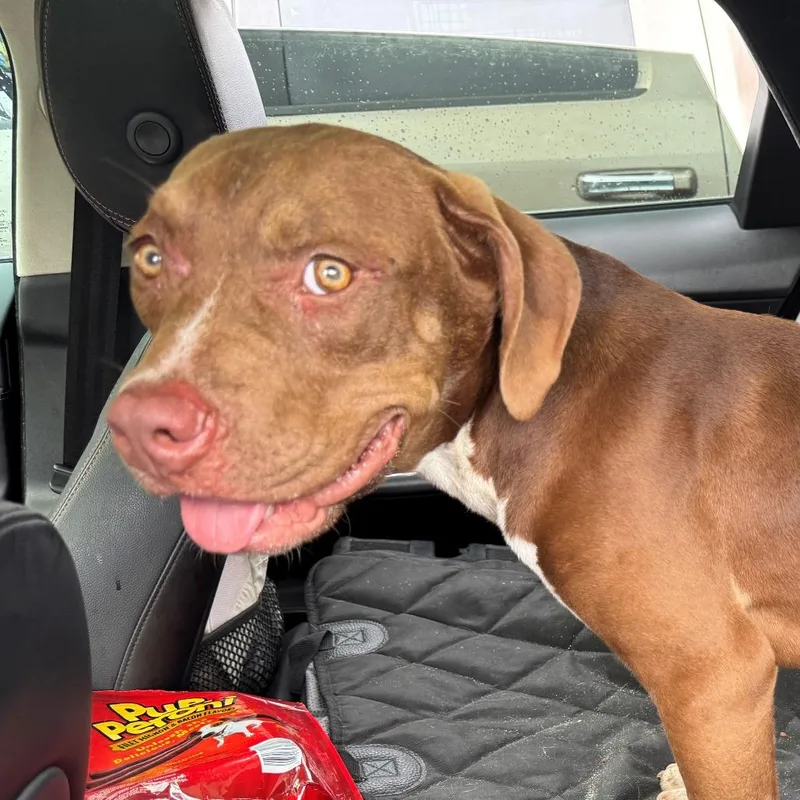 A young medium-sized male Brown / Chocolate Mixed Breed dog named Cruiser for adoption in Freeport, FL