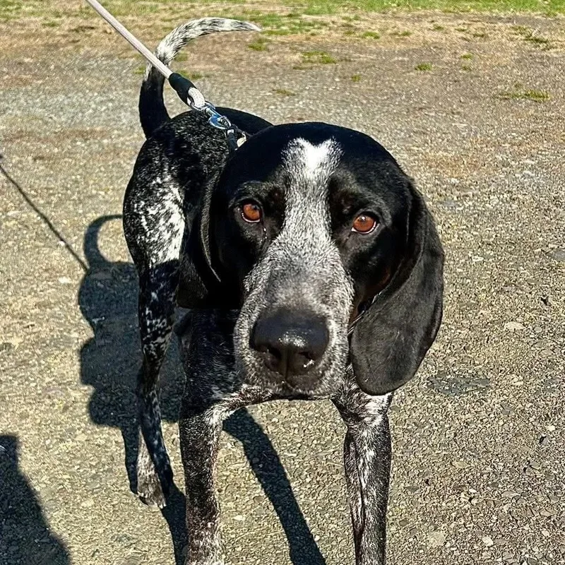 An adult medium-sized male Coonhound dog named Buck for adoption in Highland, NY