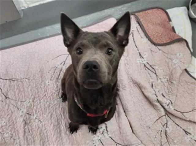 An adult medium-sized female Chow Chow dog named Faye for adoption in Ocala, FL
