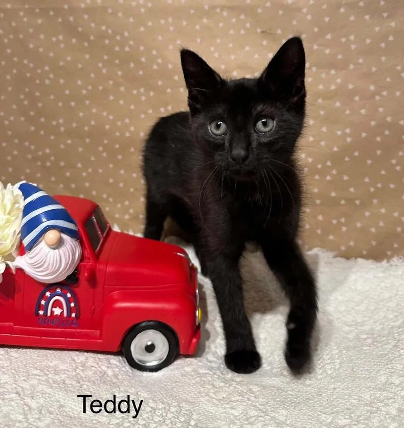 Teddy