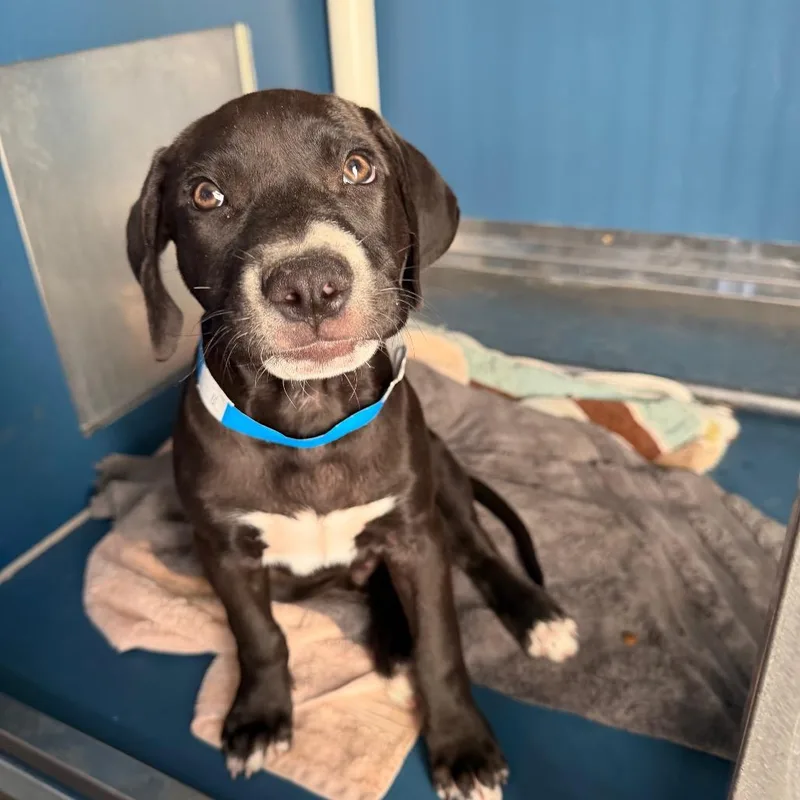 A baby small-sized male Black Retriever dog named Debo for adoption in Yuma, AZ