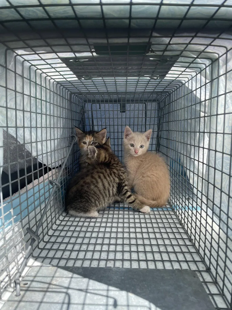 A baby medium-sized male Domestic Short Hair cat named Birch for adoption in Trenton, NJ