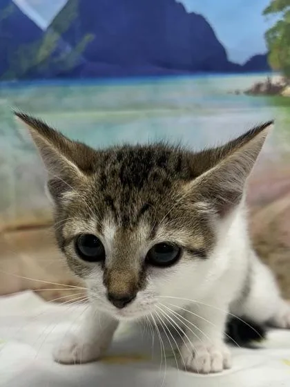 A young small-sized female Domestic Short Hair cat named Audra for adoption in San Antonio, TX