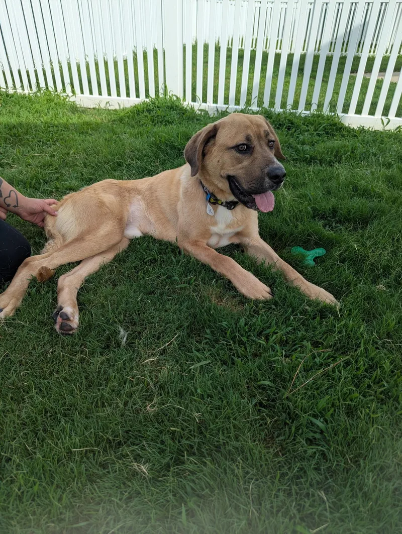 An adult large-sized male Brown / Chocolate Labrador Retriever dog named Rocky for adoption in Paramus, NJ