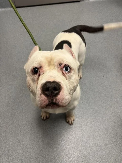 An adult medium-sized male American Bulldog dog named Robbie for adoption in Indianapolis, IN