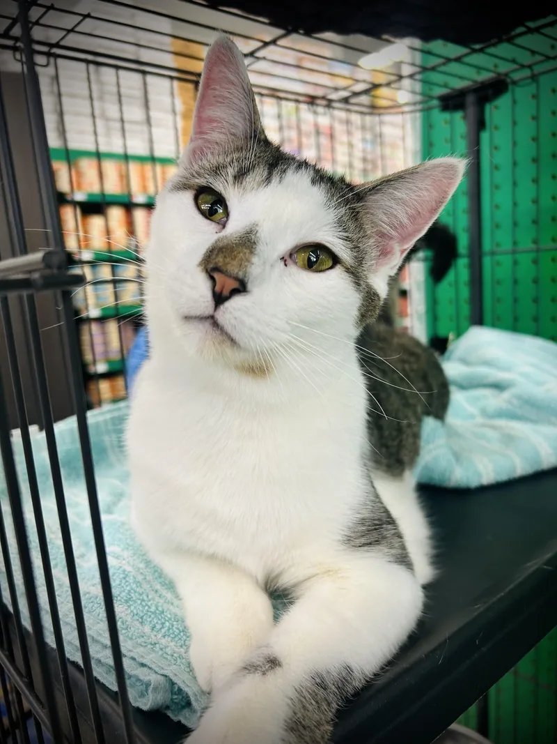 A young medium-sized female White Domestic Short Hair cat named Jenna  Jackie  for adoption in Buffalo, NY