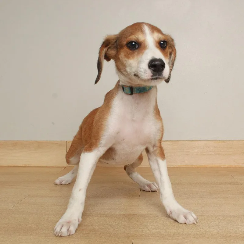 A baby small-sized male Red / Chestnut / Orange Beagle dog named Taylor Sniff D for adoption in Minnetonka, MN
