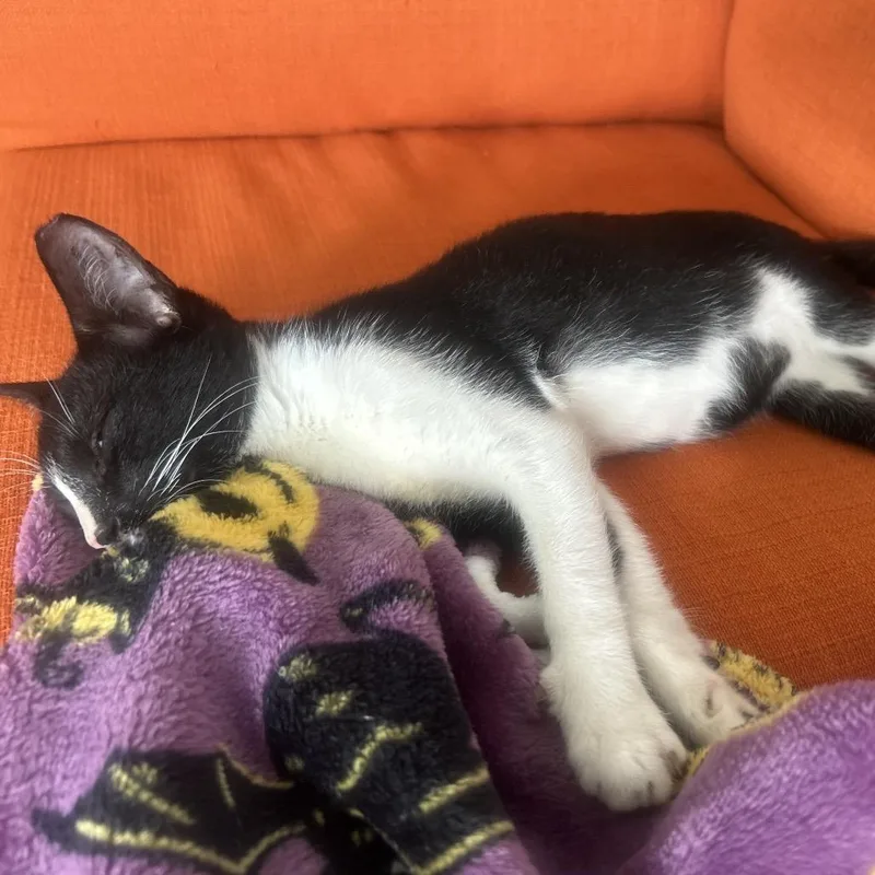 A baby small-sized male Black Domestic Short Hair cat named Carl for adoption in Washington, PA