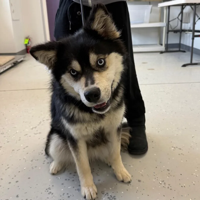 A young medium-sized female Black Mixed Breed dog named Miso for adoption in Park City, UT