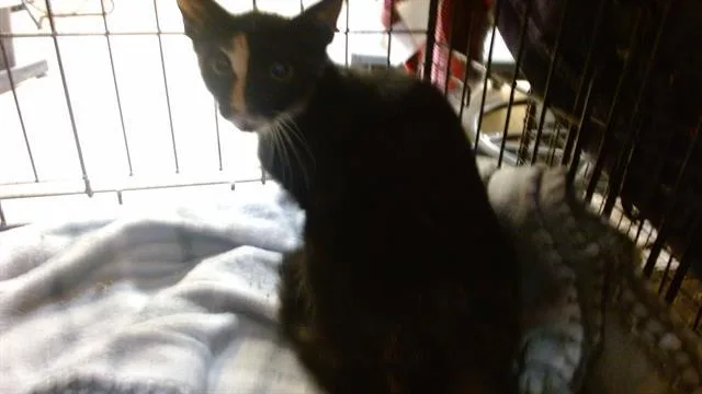 A baby small-sized female Domestic Short Hair cat named Tuna for adoption in Miami, FL