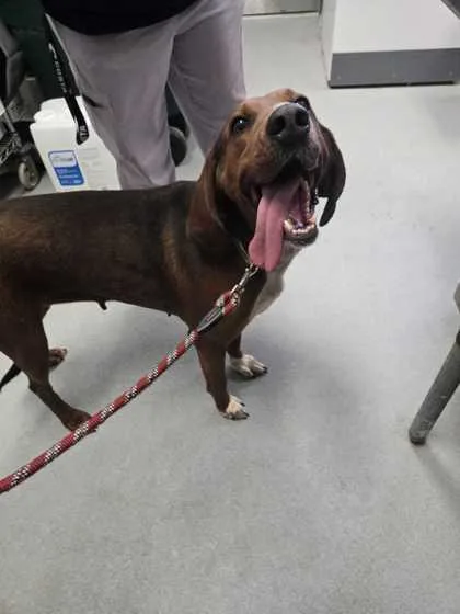 An adult large-sized female Mixed Breed dog named Crumb Coat for adoption in Spruce Pine, NC