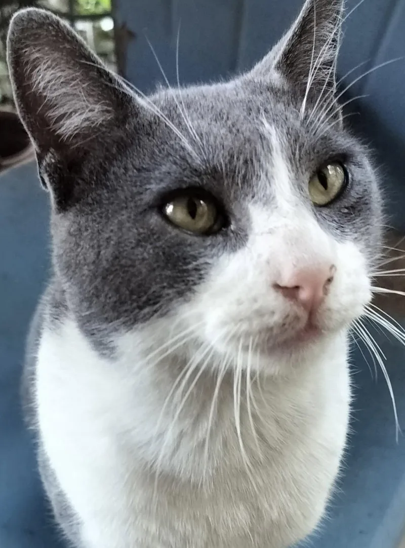 Oliver Twist thumbnail 2