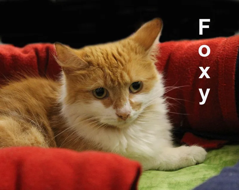 An adult medium-sized female Orange & White Domestic Medium Hair cat named Foxy Ricc. for adoption in Stowe, PA